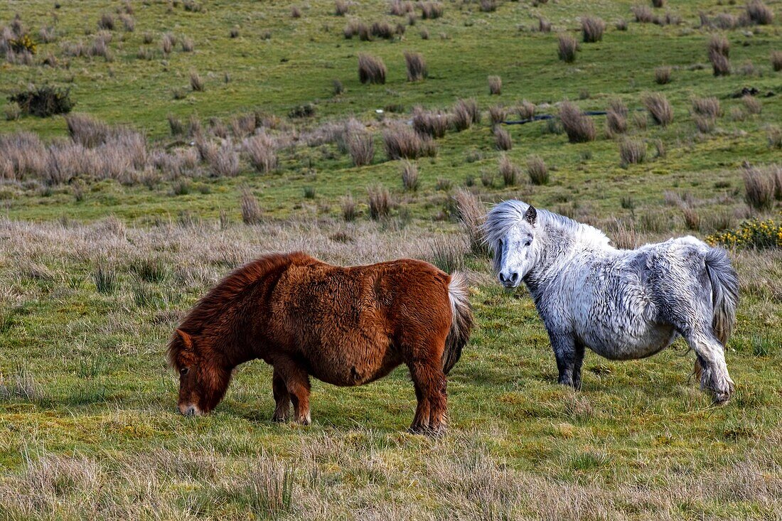 Ireland, County Donegal, Glenveagh National Park, Dunlewy, Shetland poneys