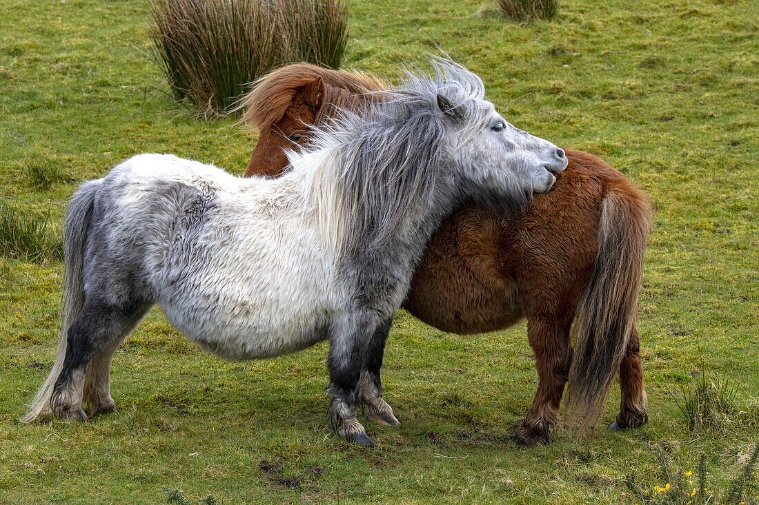 Ireland, County Donegal, Glenveagh National Park, Dunlewy, Shetland poneys