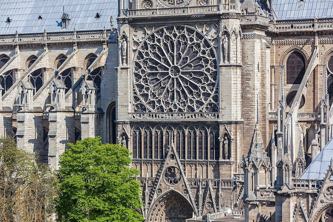 Frankreich, Paris, Gebiet, das von der UNESCO zum Weltkulturerbe erklärt wurde, die südliche Rosette der Kathedrale Notre-Dame auf der Stadtinsel