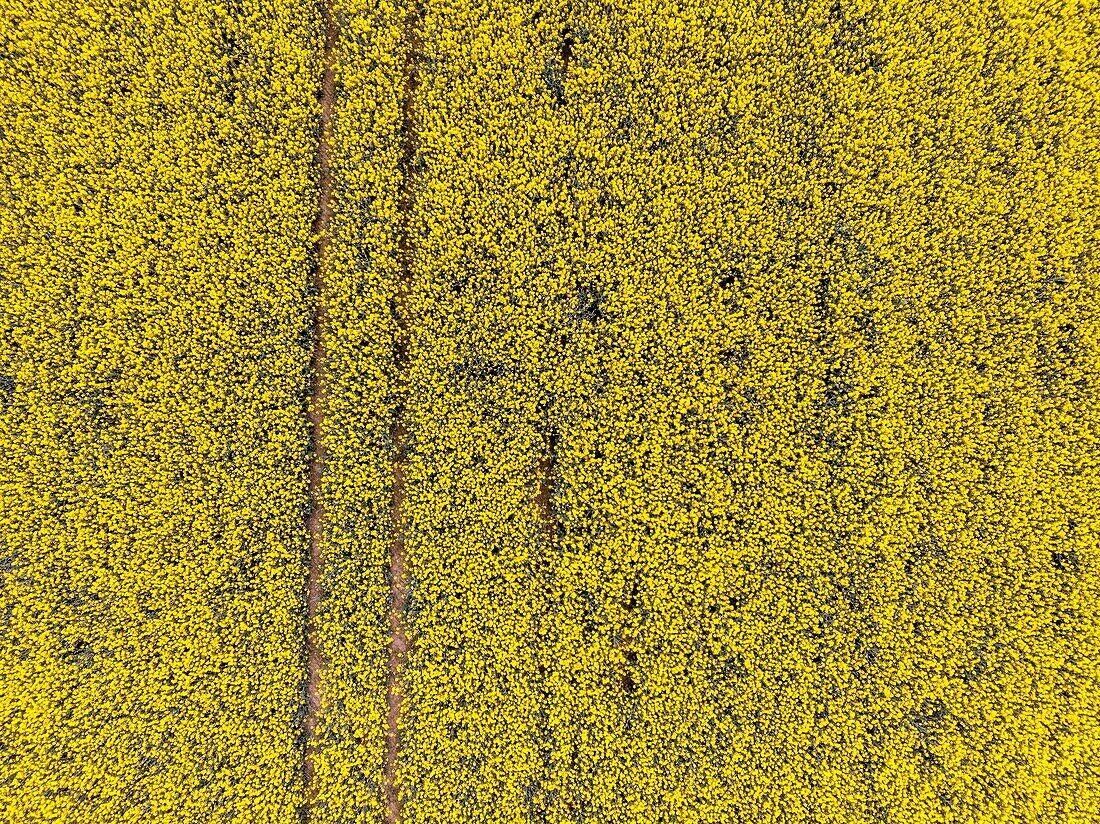 France, Yonne, rapeseed field near Cheroy (aerial view)