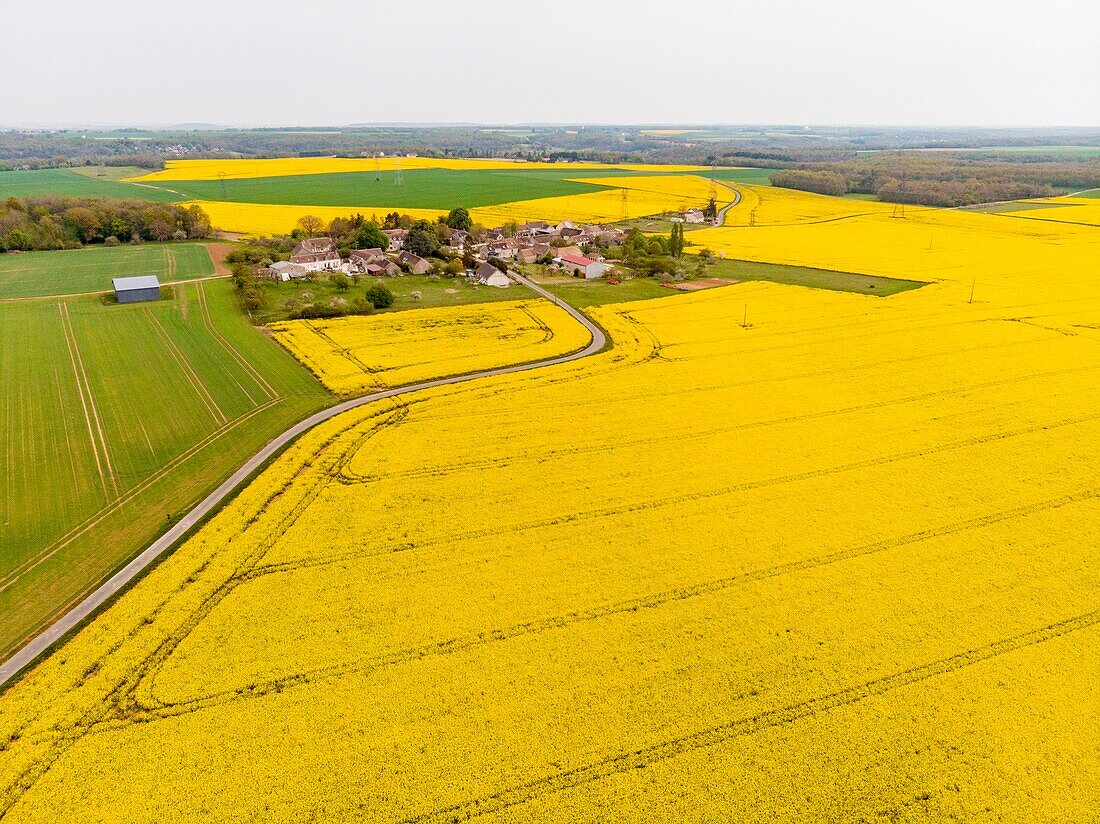 Frankreich, Yonne, Rapsfeld bei Cheroy (Luftaufnahme)