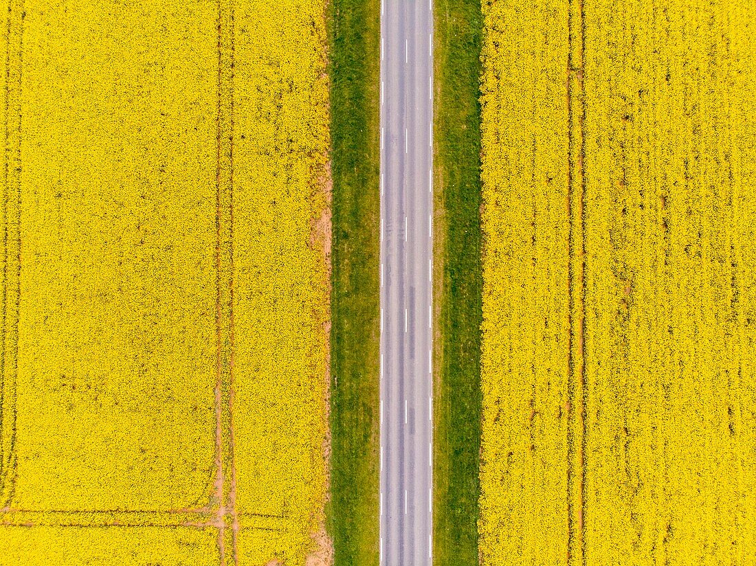 France, Yonne, rapeseed field near Cheroy (aerial view)
