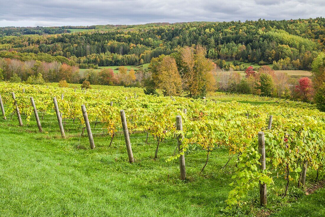 Canada, Nova Scotia, Annapolis Valley, Wolfville, a local vineyard