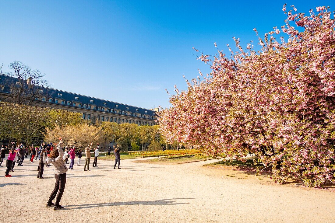 France, Paris, the Jardin des Plantes with a blossoming Japanese cherry tree (Prunus serrulata) in the foreground, Tai-chi class