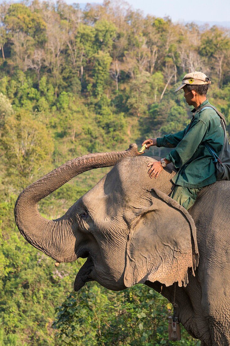 Laos, Provinz Sayaboury, Elefanten-Schutzzentrum, Mahout füttert seinen Elefanten