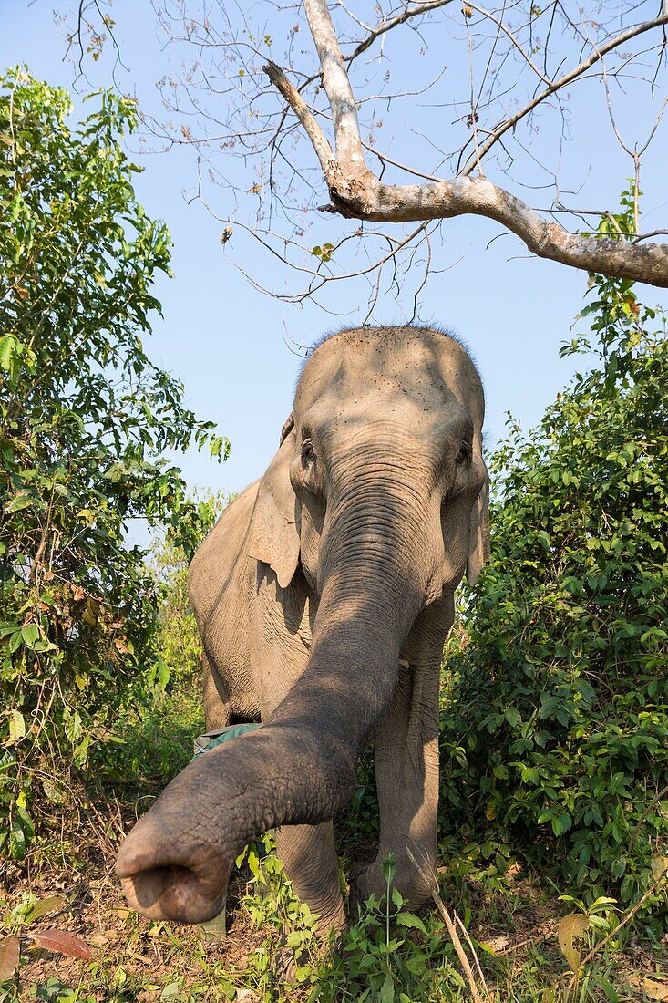 Laos, Provinz Sayaboury, Elefanten-Schutzzentrum, Elefant