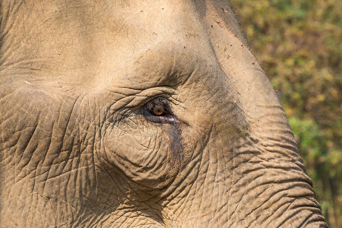 Laos, Provinz Sayaboury, Elefanten-Schutzzentrum, Elefant