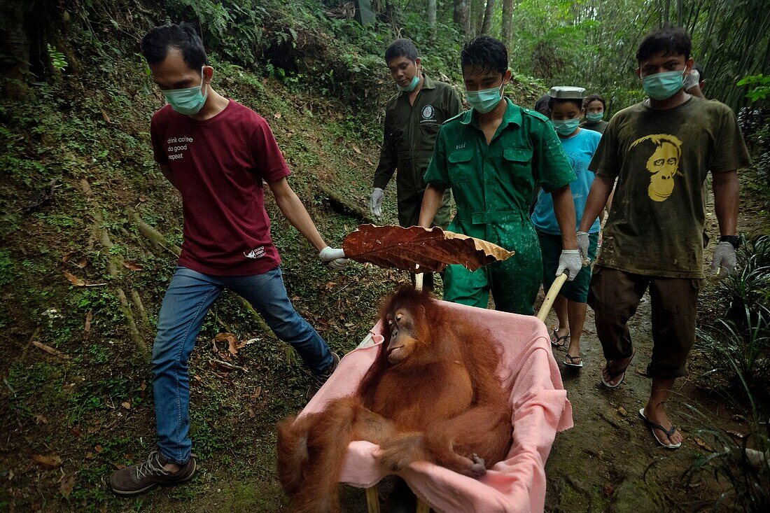 Indonesien, Sumatra, Rettung in Not geratener Orang-Utans, Pflege und Resozialisierung für die Wiederauswilderung