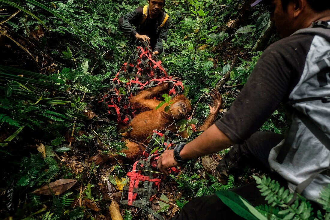 Indonesien, Sumatra, Rettung in Not geratener Orang-Utans, Pflege und Resozialisierung für die Wiederauswilderung