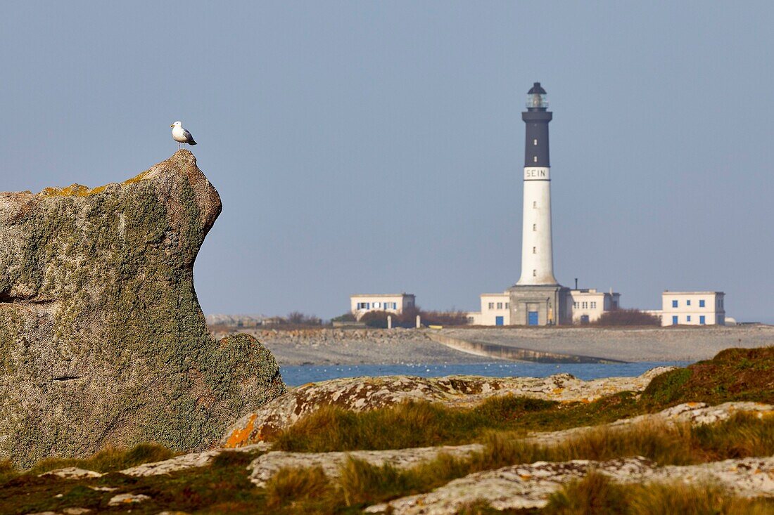 France, Finistere, Iroise Sea, Iles du Ponant, Parc Naturel Regional d'Armorique (Armorica Regional Natural Park), Ile de Sein, labelled Les Plus Beaux de France (The Most Beautiful Village of France), seagull (Larus marinus) on a rock in front of the Goulenez lighthouse