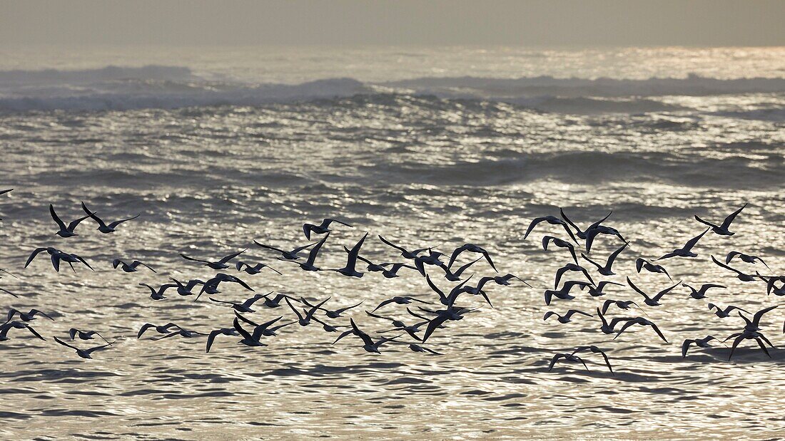 Frankreich, Finistere, Iroise Meer, Iles du Ponant, Parc Naturel Regional d'Armorique (Regionaler Naturpark Armorica), Ile de Sein, mit der Aufschrift Les Plus Beaux de France (Das schönste Dorf Frankreichs), Möwenflug (Larus marinus) an der Küste