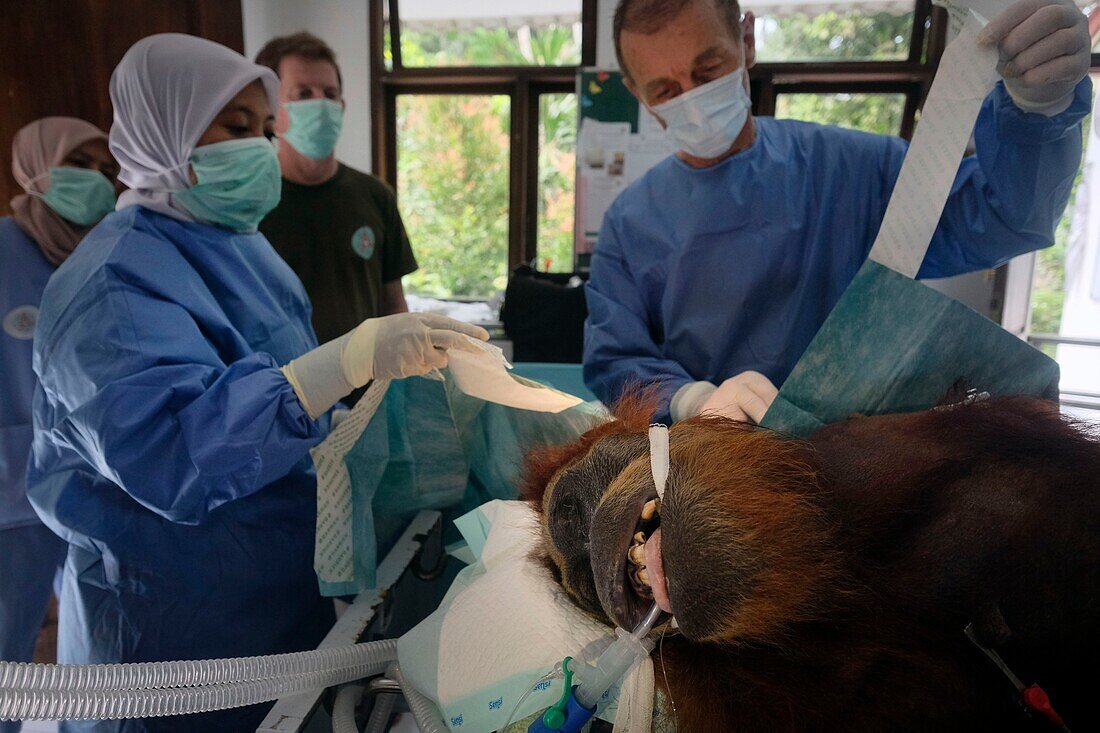 Indonesien, Sumatra, SOCP Quarantänezentrum, Rettung von Orang-Utans in Not durch Dr. Andreas Messikommer, Schweizer Chirurg, spezialisiert auf orthopädische und traumatologische Chirurgie, vor der Vergesellschaftung und Auswilderung in ihre natürliche Umgebung