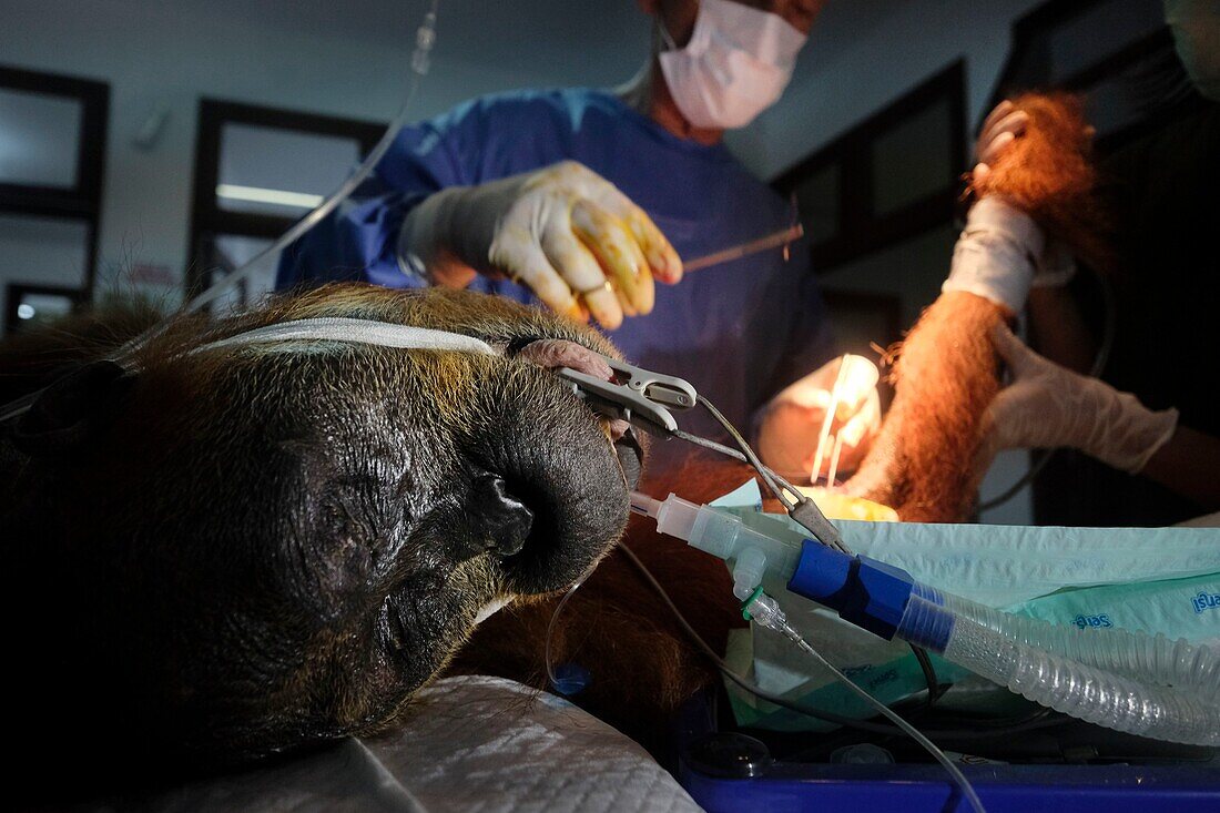 Indonesien, Sumatra, SOCP Quarantänezentrum, Rettung von Orang-Utans in Not durch Dr. Andreas Messikommer, Schweizer Chirurg, spezialisiert auf orthopädische und traumatologische Chirurgie, vor der Vergesellschaftung und Auswilderung in ihre natürliche Umgebung