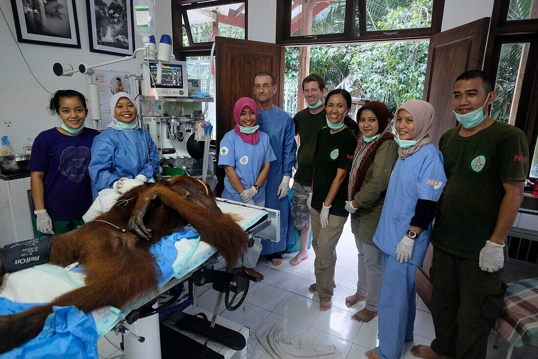 Indonesien, Sumatra, SOCP Quarantänezentrum, Rettung von Orang-Utans in Not durch Dr. Andreas Messikommer, Schweizer Chirurg, spezialisiert auf orthopädische und traumatologische Chirurgie, vor der Vergesellschaftung und Auswilderung in ihre natürliche Umgebung