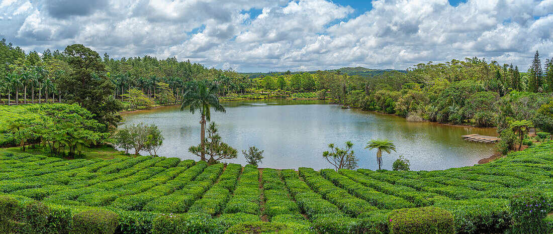 Blick auf die Außenansicht des Bois Cheri Tea Estate, Savanne District, Mauritius, Indischer Ozean, Afrika