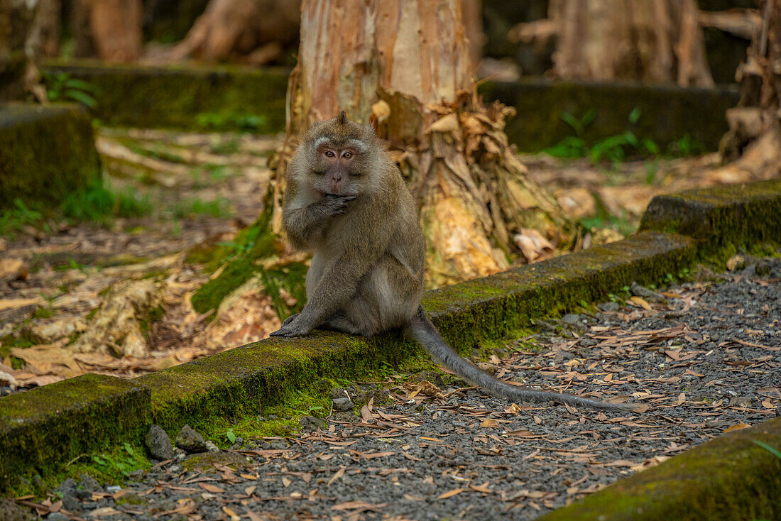 View of Mauritius Cynomolgus Monkey (Crab-eating Macaque), Savanne District, Mauritius, Indian Ocean, Africa