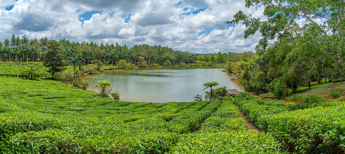 Blick auf die Außenansicht des Bois Cheri Tea Estate, Savanne District, Mauritius, Indischer Ozean, Afrika