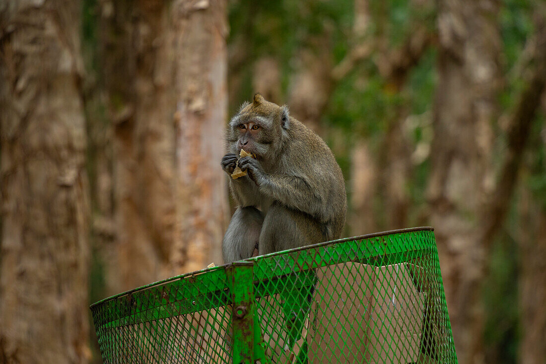 View of Mauritius Cynomolgus Monkey (Crab-eating Macaque), Savanne District, Mauritius, Indian Ocean, Africa