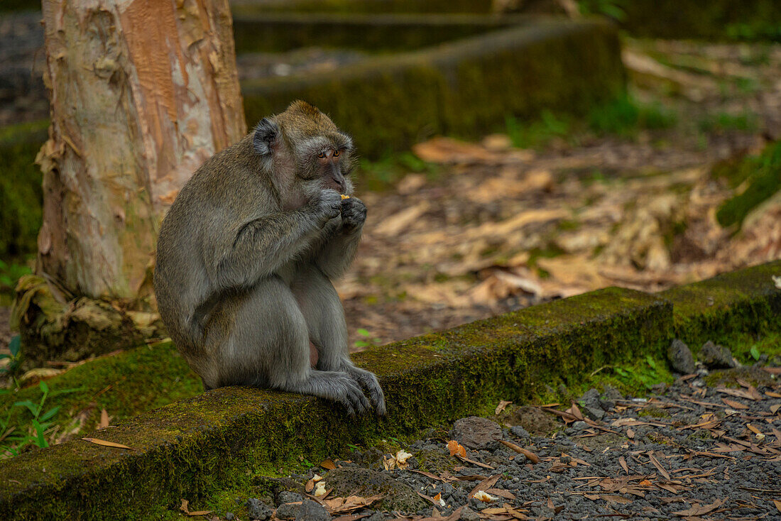 Blick auf Mauritius Cynomolgus Affe (Krabbenfressender Makake), Savanne District, Mauritius, Indischer Ozean, Afrika