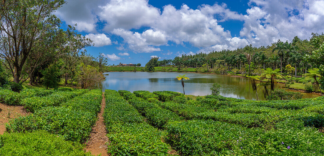 Blick auf die Außenansicht des Bois Cheri Tea Estate, Savanne District, Mauritius, Indischer Ozean, Afrika