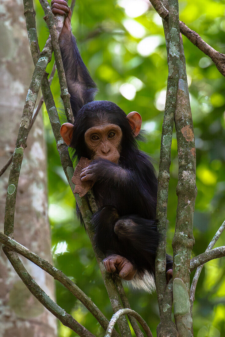 Junger Schimpanse hängt spielend in den Ästen, Budongo Forest, Uganda, Ostafrika, Afrika