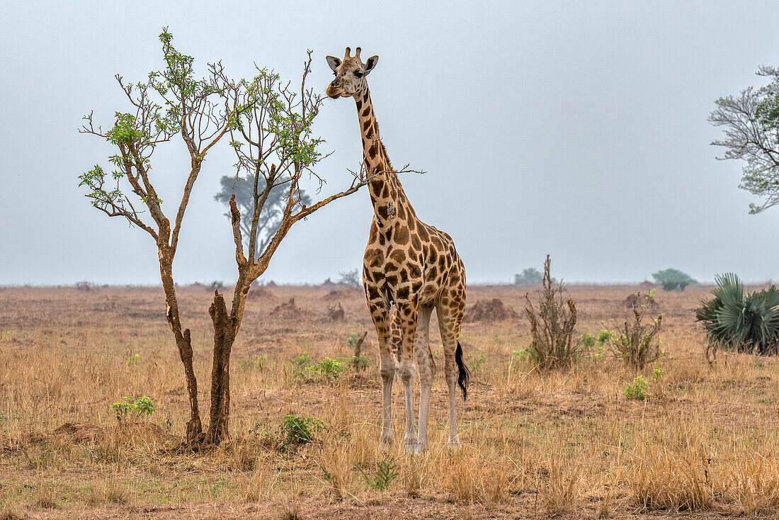 Rothschild-Giraffe im Murchison Falls-Nationalpark, Uganda, Ostafrika, Afrika