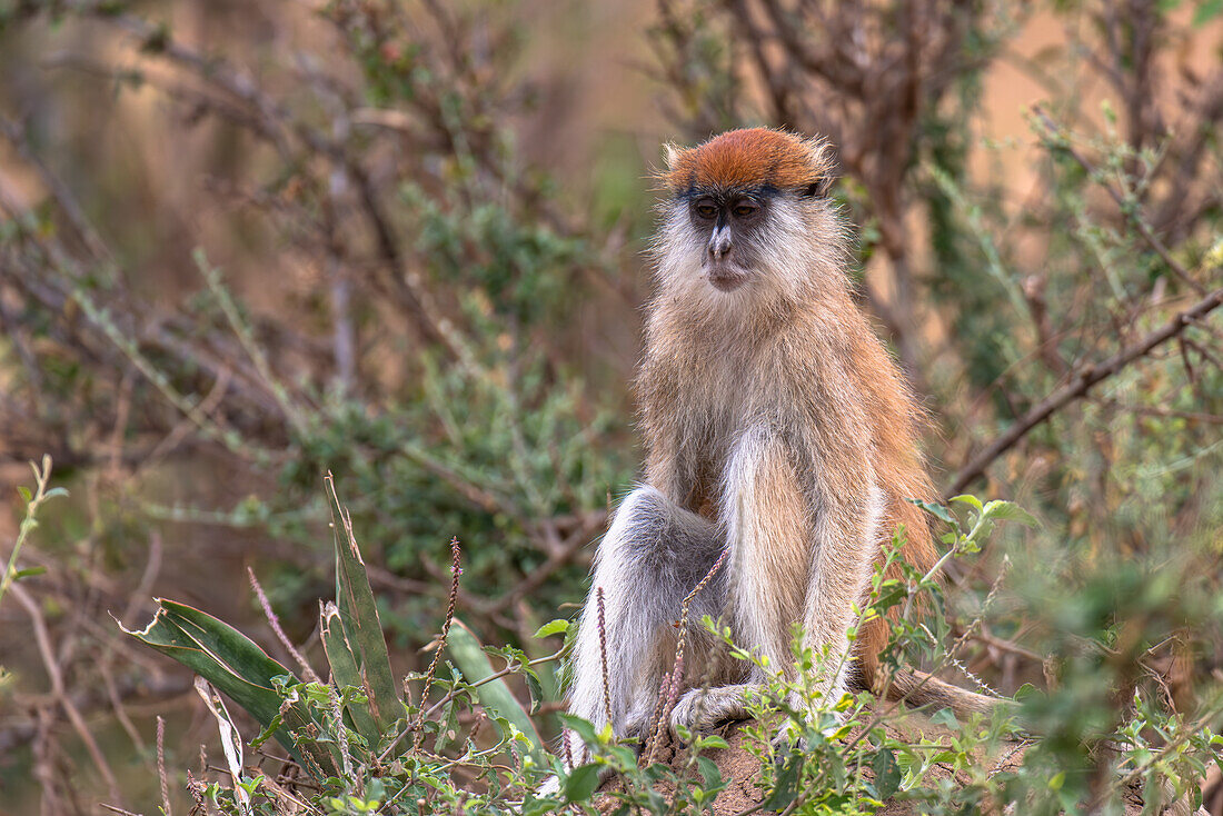 Grüne Meerkatze im Murchison Falls National Park, Uganda, Ostafrika, Afrika