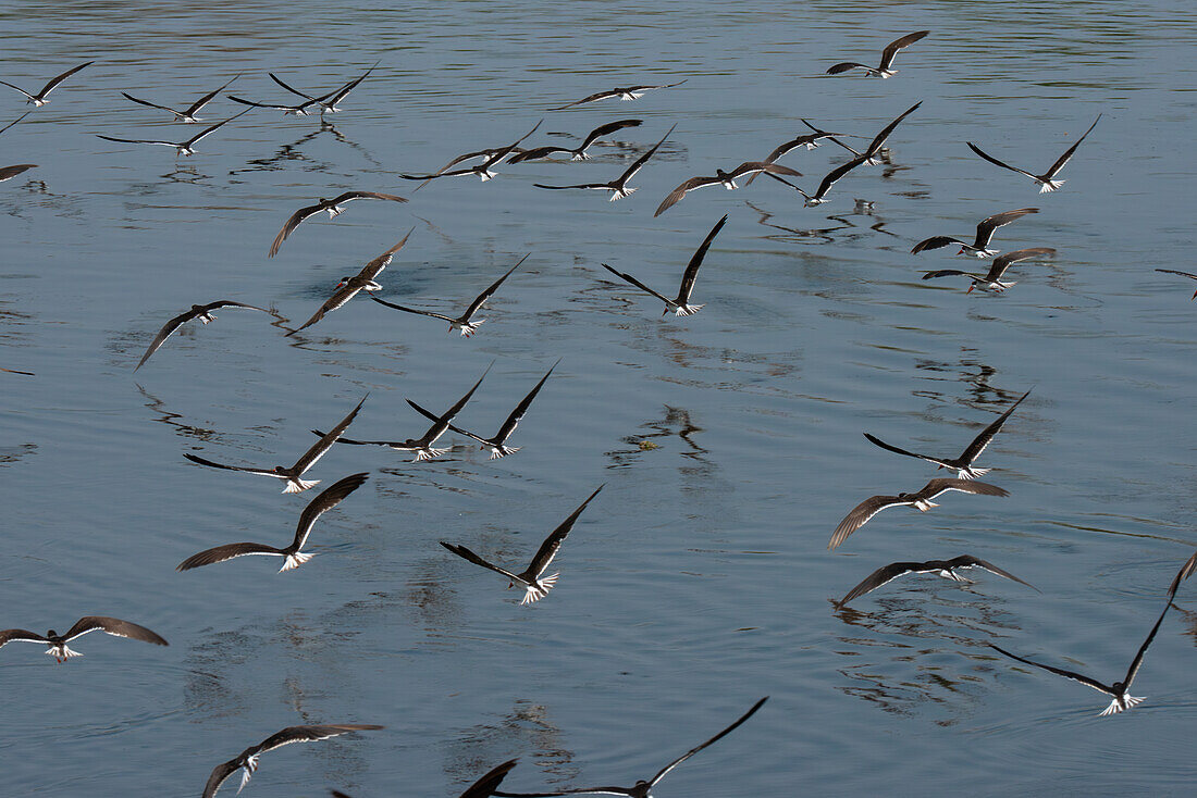 Flug afrikanischer Scherenschnäbel entlang des Nils, Murchison Falls National Park, Uganda, Ostafrika, Afrika