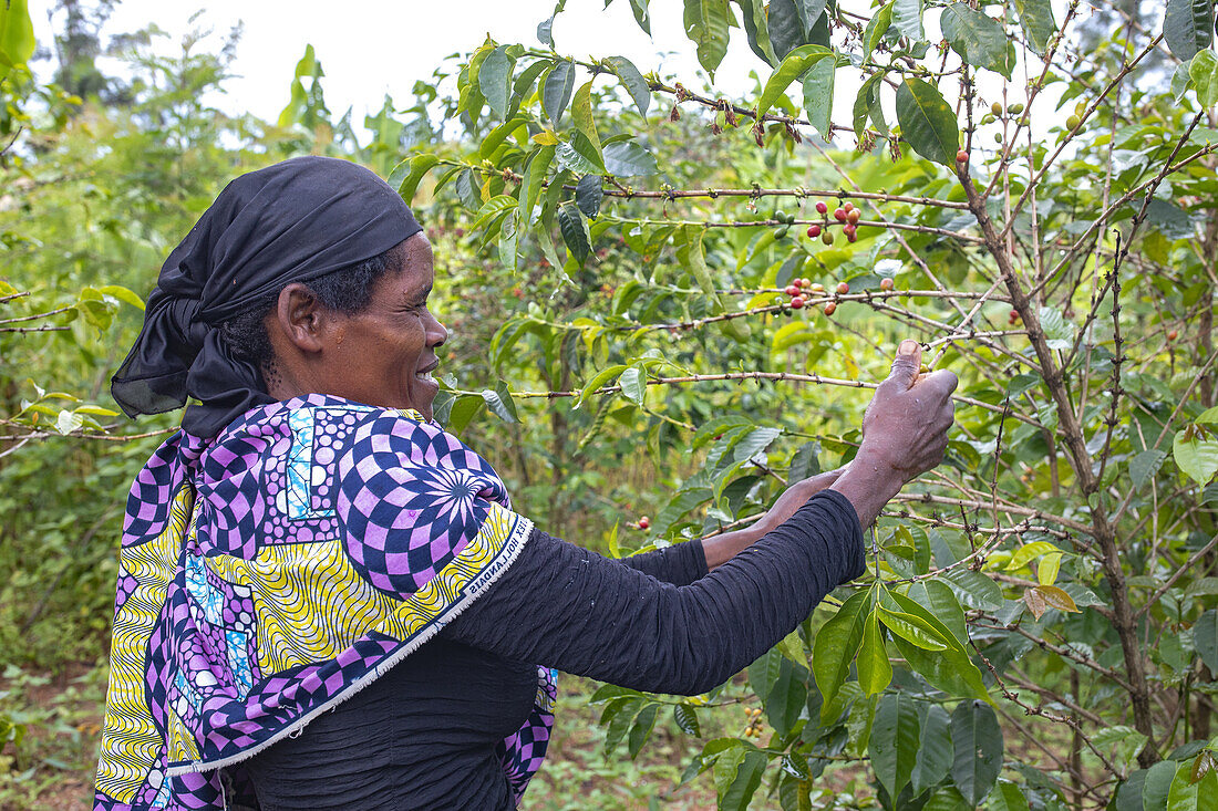 Coffee bean harvest in southern Rwanda, Africa