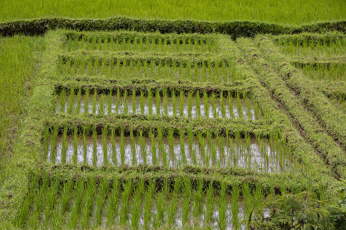 Rice fields near Muhanga, Rwanda, Africa