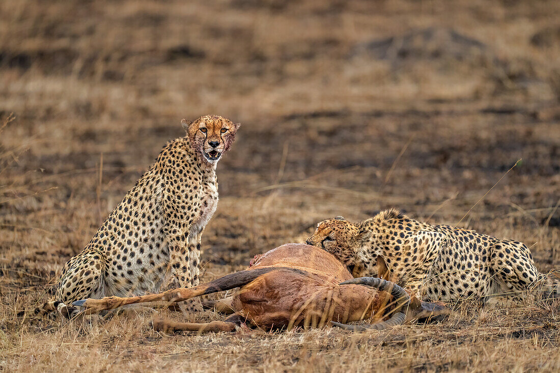 Männlicher Gepard (Acinonyx jubatus) verzehrt eine Antilope in der Maasai Mara, Kenia, Ostafrika, Afrika