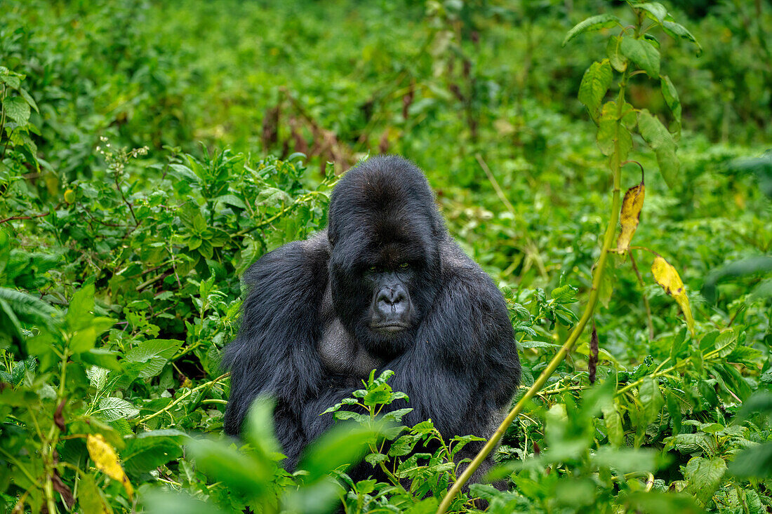 A Silverback mountain gorilla, a member of the Agasha family in the mountains of Volcanos National Park, Rwanda, Africa