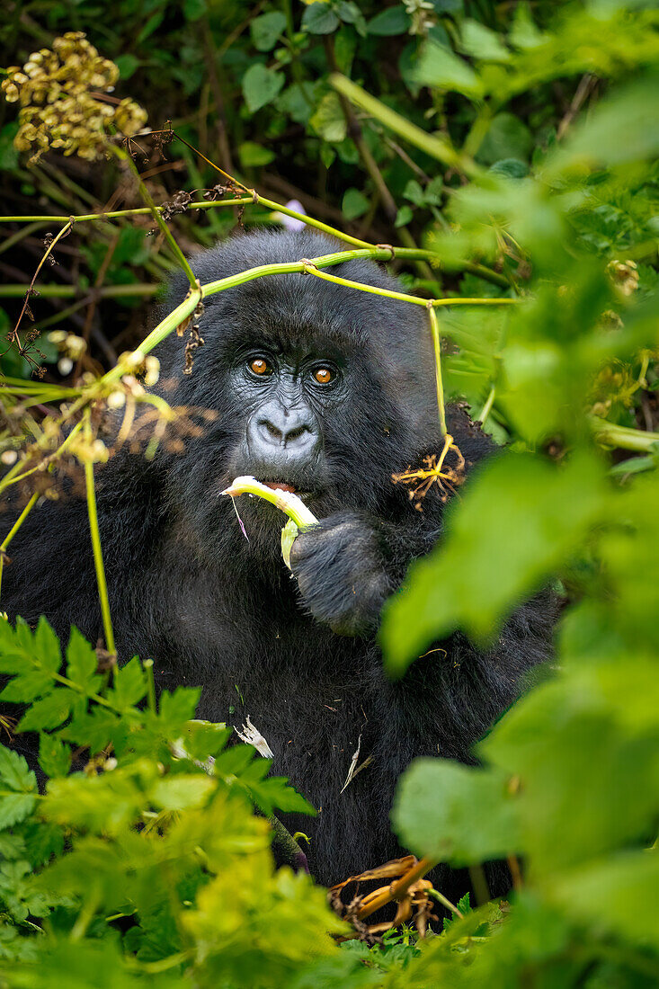 A mountain gorilla, a member of the Agasha family in the mountains of Volcanos National Park, Rwanda, Africa