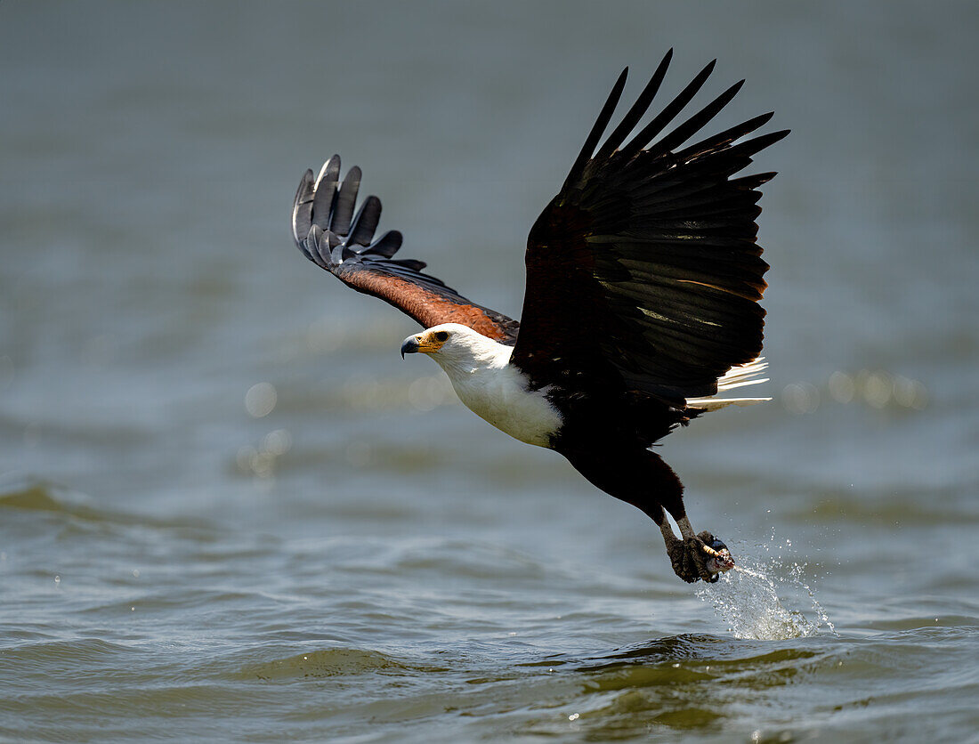 An African Fish Eagle (Icthyophaga vocifer), scooping a fish out of the water, Rwanda, Africa
