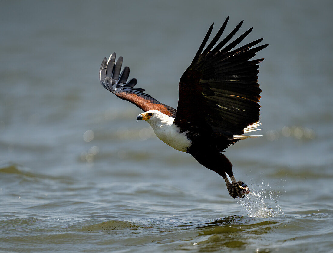 Ein afrikanischer Fischadler (Icthyophaga vocifer), der einen Fisch aus dem Wasser holt, Ruanda, Afrika