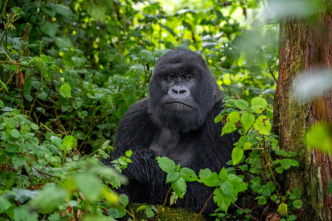 A Silverback mountain gorilla, a member of the Agasha family in the mountains of Volcanos National Park, Rwanda, Africa