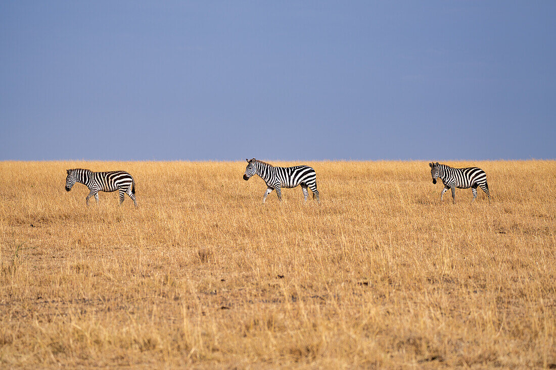 Zebras (Equus quagga) in the grasslands of the Maasai Mara, Kenya, East Africa, Africa