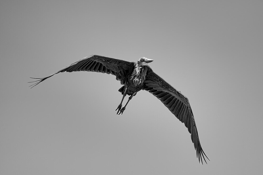 A Marabou stork (Leptoptilos crumenifer) in flight over the Maasai Mara, Kenya, East Africa, Africa