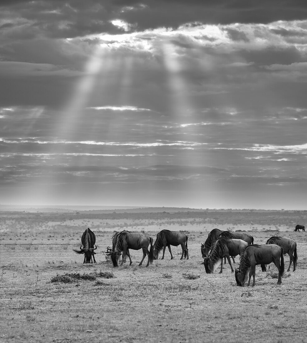 Gnus (Connochaetes) grasen im Gras in der Maasai Mara, Kenia, Ostafrika, Afrika