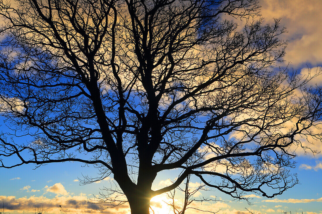 Tree detail, Northumberland, England, United Kingdom, Europe