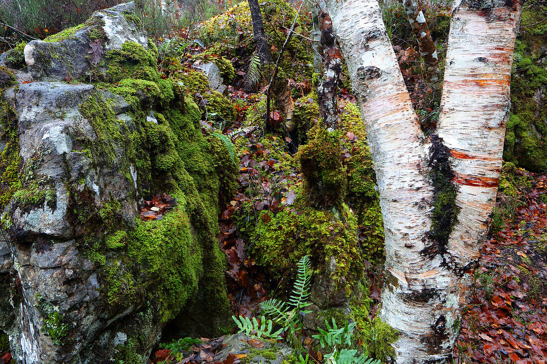 Woodland in autumn near Rogie Falls, Ross-shire, Highlands, Scotland, United Kingdom, Europe