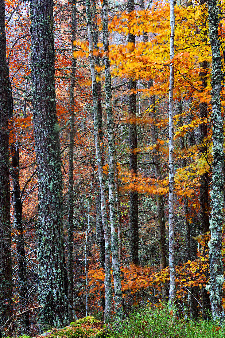 Waldgebiet im Herbst in der Nähe der Rogie Falls, Ross-shire, Highlands, Schottland, Vereinigtes Königreich, Europa