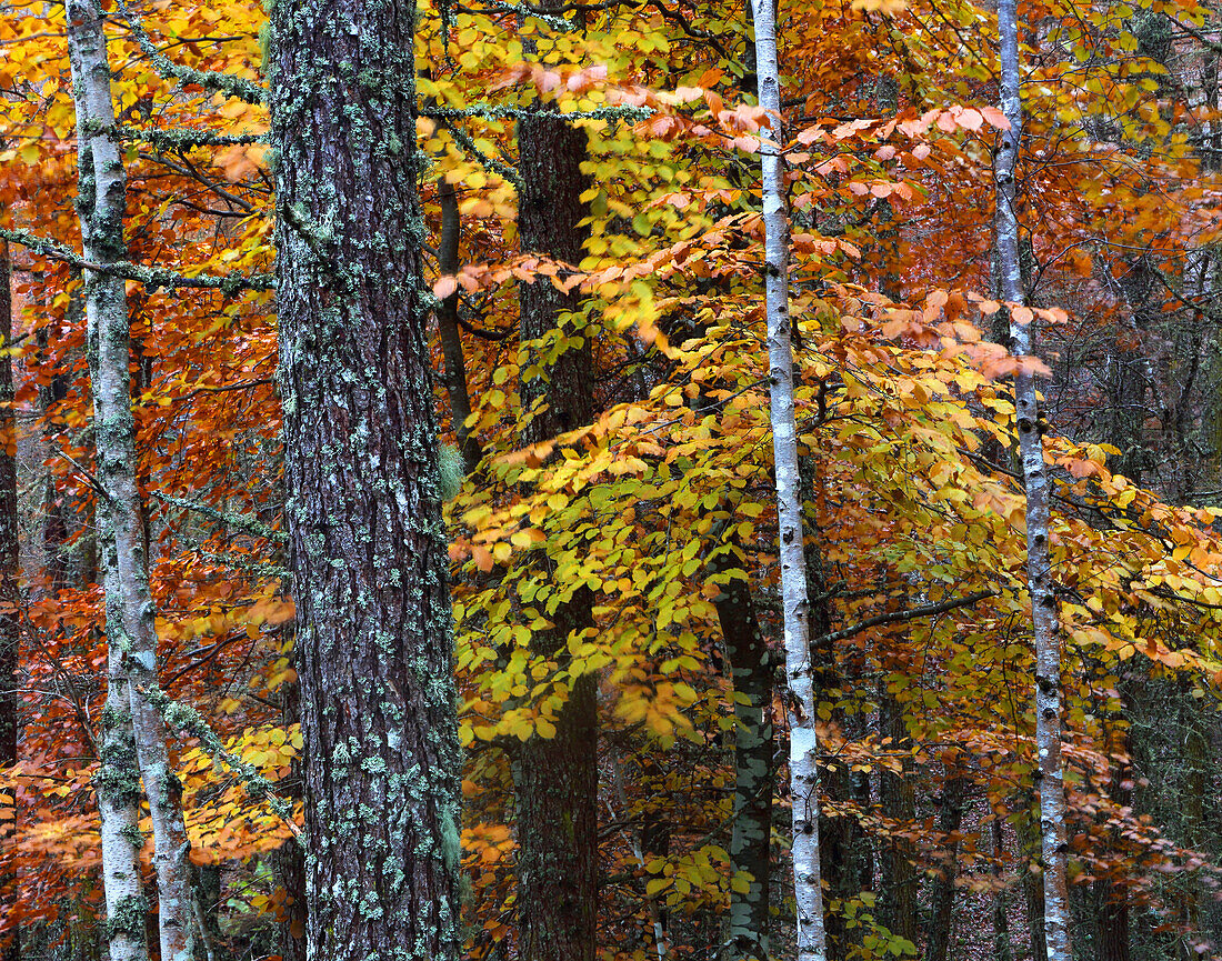 Woodland in autumn near Rogie Falls, Ross-shire, Highlands, Scotland, United Kingdom, Europe