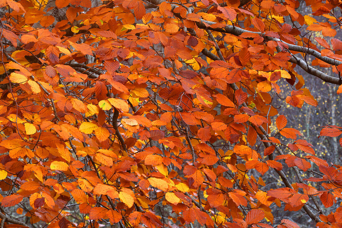 Waldgebiet im Herbst in der Nähe der Rogie Falls, Ross-shire, Highlands, Schottland, Vereinigtes Königreich, Europa