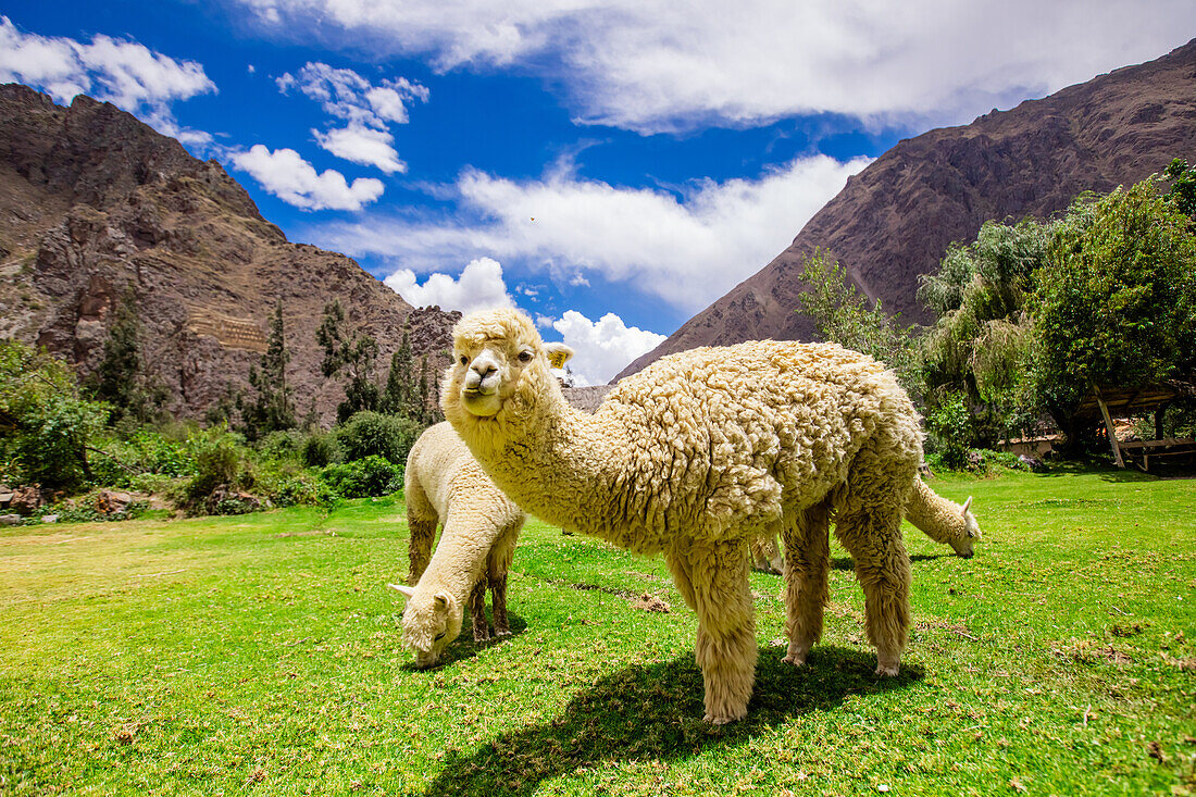 Alpaca in Ollantaytambo, Peru, South America