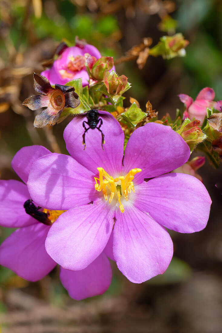 Lavoisiera sampaiona (Microlicia), Serra da Canastra, Minas Gerais, Brasilien, Südamerika