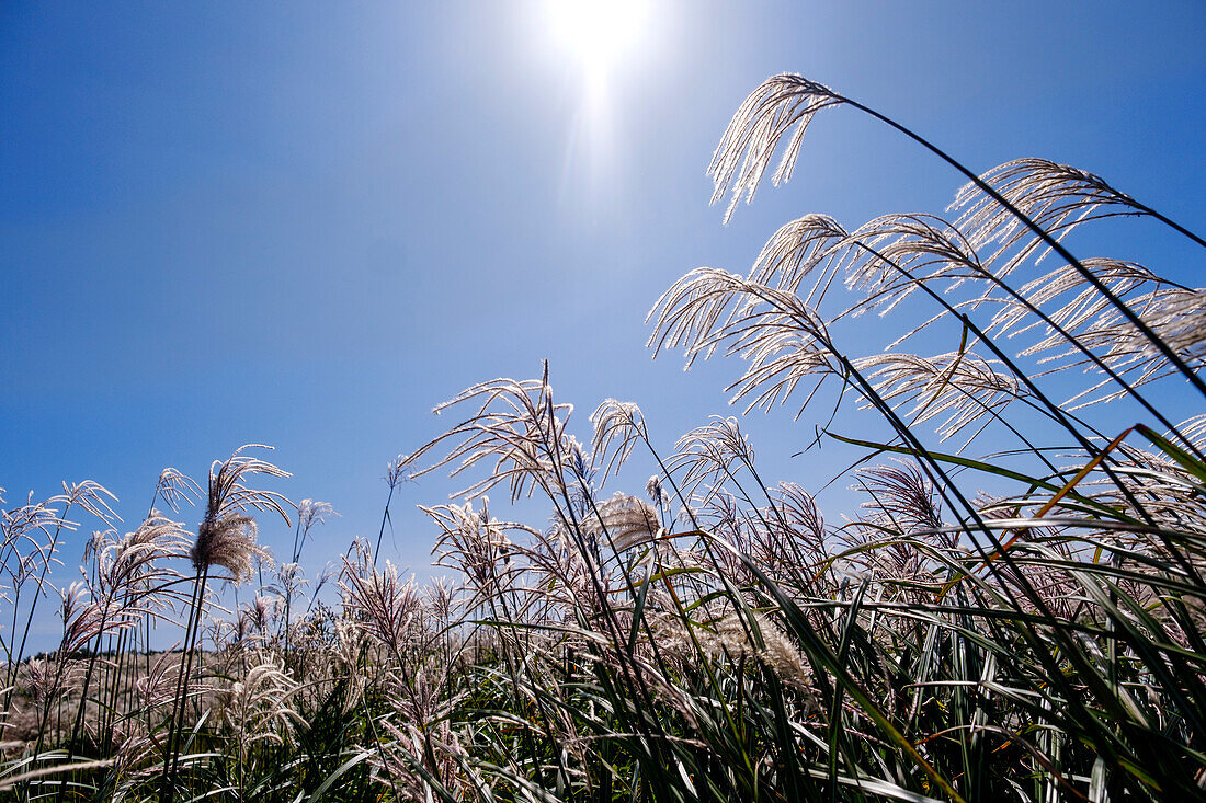 Silver grass, a visitor attraction, growing during autumn on Saebyeol Oreum peak, Jeju Island, South Korea, Asia