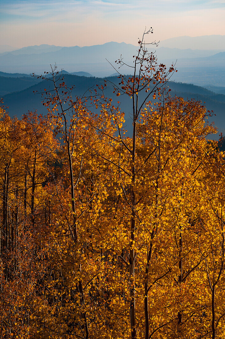 USA, New Mexico, Santa Fe, Espenbäume in Herbstfarben in den Sangre De Cristo Mountains