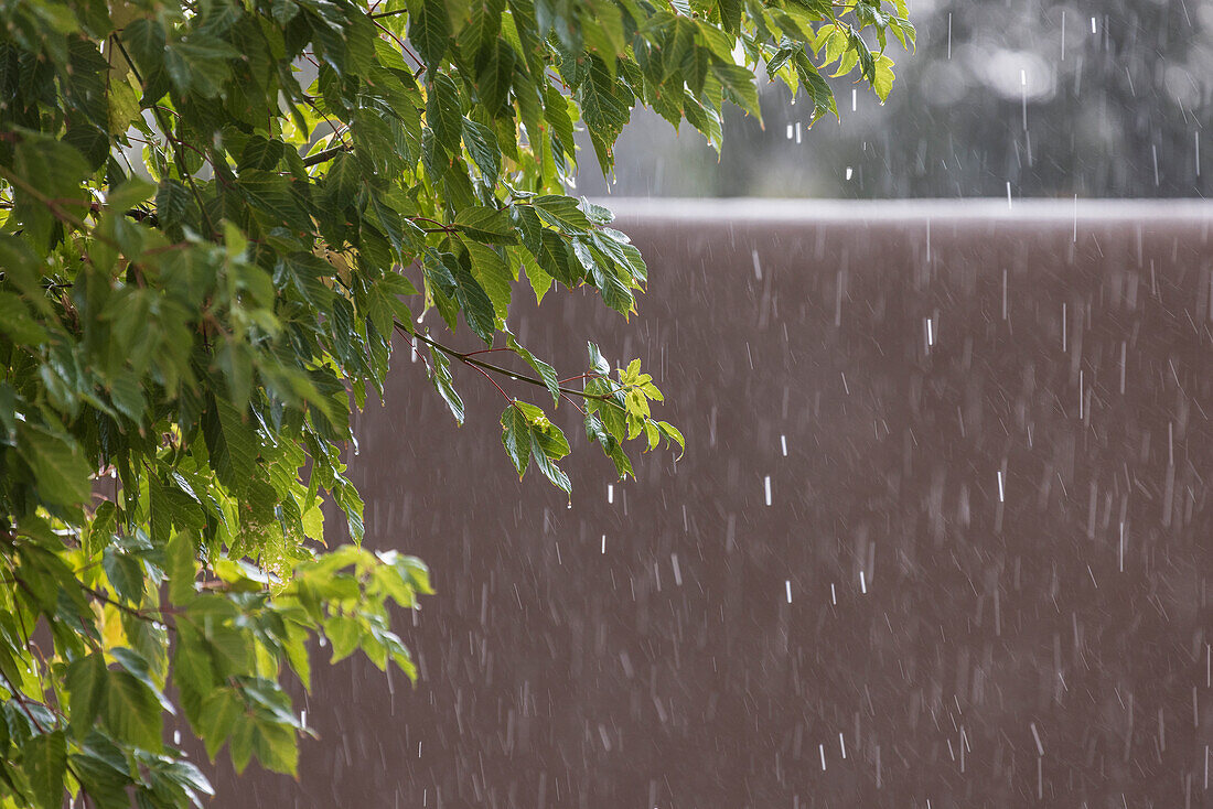 Usa, New Mexico, Santa Fe, Regen fällt auf Blätter und Lehmmauer in der Hochwüste