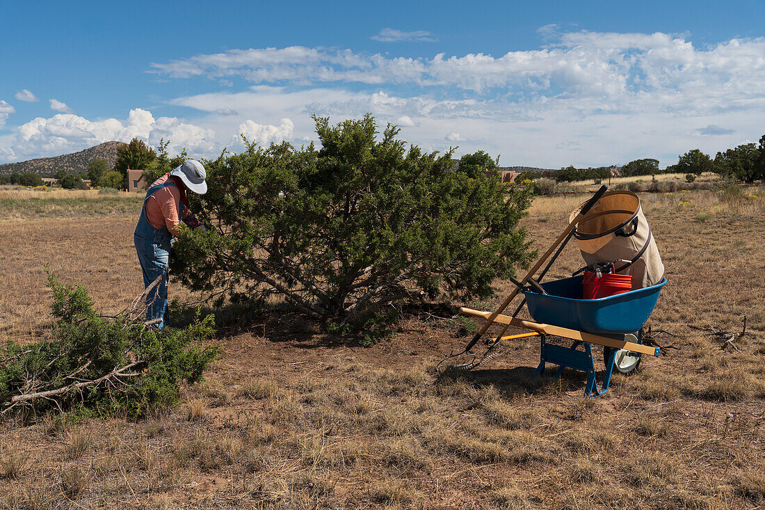 Usa, New Mexico, Sante, Woman trimming juniper tree in desert landscape
